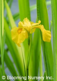 Iris pseudacorus 'Variegata'